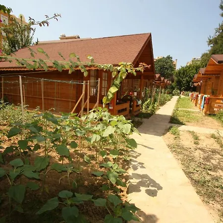 Sevkibey 3* Алания