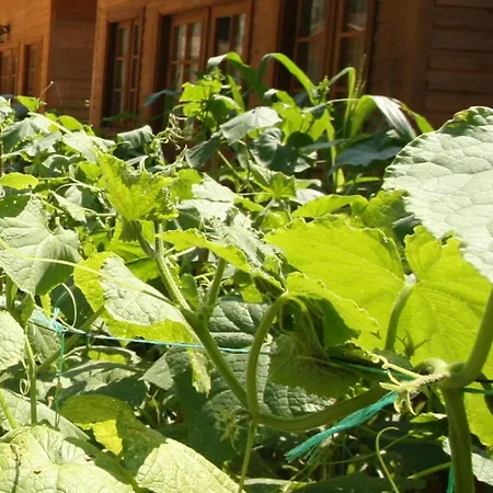 Hotel Sevkibey